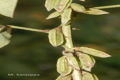 Indigofera trifoliata